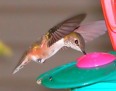 Hummer 8