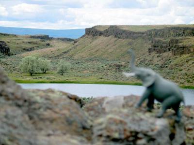 meanwhile, back at camp, the baby elefante wanders off alone ...