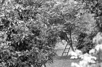 May 31 - ladder in the woods