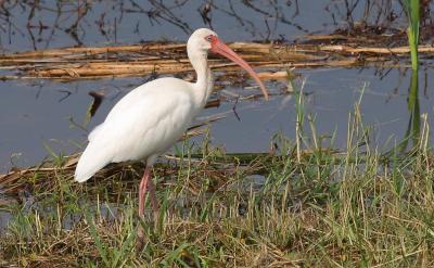 White Ibis (Eudocimus albus)