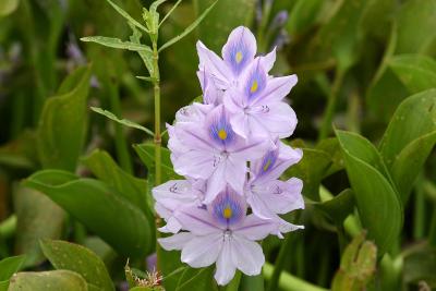 Water Hyacinth (Eichhornia crassipes)