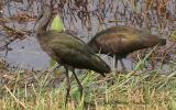 Glossy Ibises <I>(Plegadis falcinellus)</I>