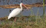 White Ibis <I>(Eudocimus albus)</I>