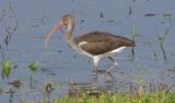 Immature White Ibis <I>(Eudocimus althus)</I>