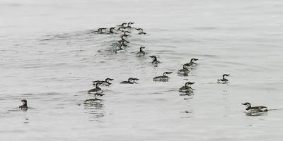 Common Murres, basic adults