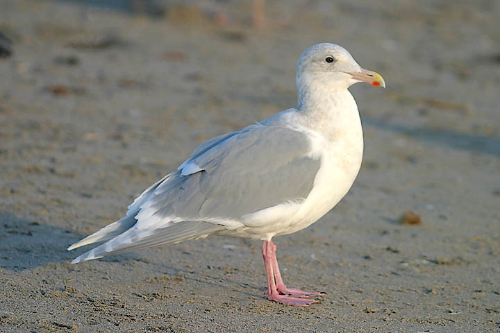 Glaucous-winged Gull, basic adult