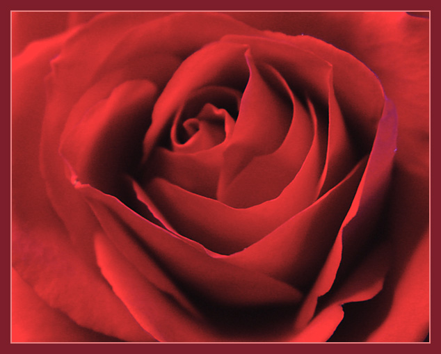 February-15-05<br>Rose