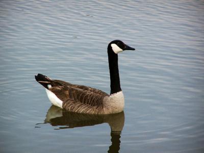 Canada Goose