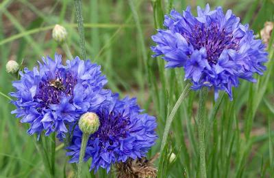 Wild Flowers