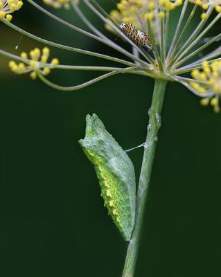 Black Swallowtail Chrysallis