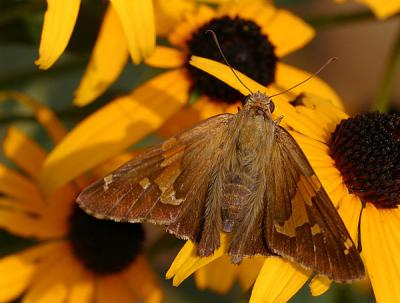 Silver Spotted Skipper