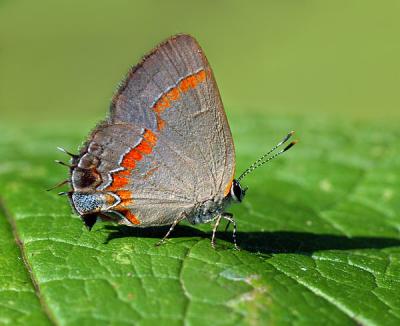 Red Banded Hairstreak