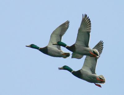 3 Ducks Flying