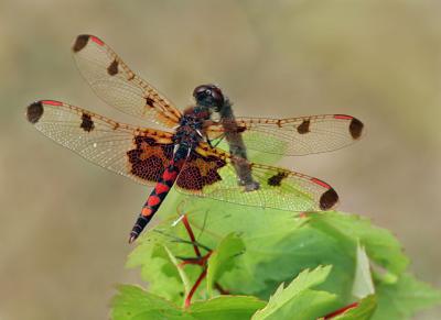 Calico Pennant (dragonfly)
