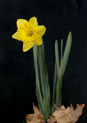 Daffodil (2005)