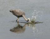 Heron Catching Fish