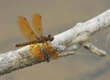 Eastern Amberwing (dragonfly)