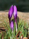 Crocus (2005)