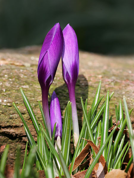Crocus (2005)