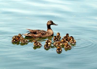 Mom and Chicks