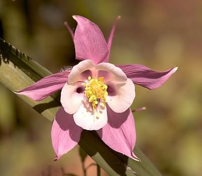 Columbine