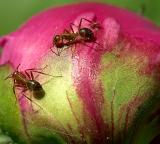 Ants on Peony