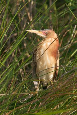 Least-Bittern