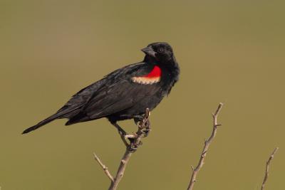 Red-winged-Blackbird