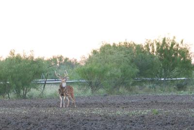 axis_exotic_deer
