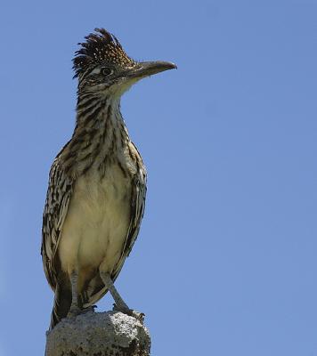 Roadrunner