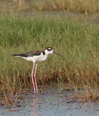 Black-Necked-Stilt