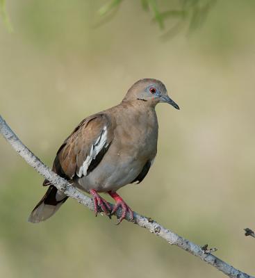 White-Wing Dove
