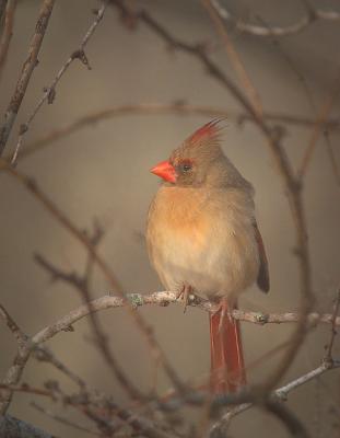Foggy-Lady