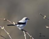 Northern Shrike