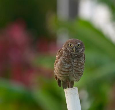 burrowing owl.parent perched on pole