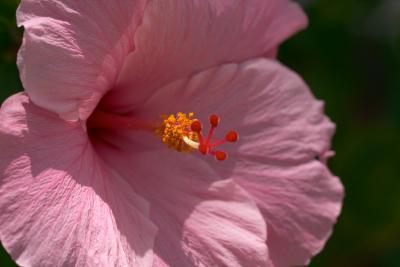 pink.hibiscus