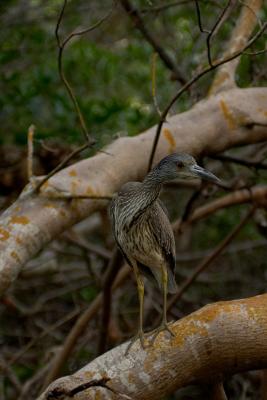 yellow crowned night heron juvenile. startled