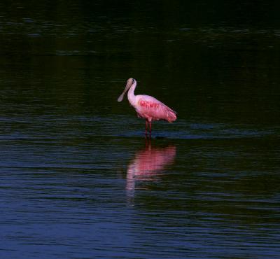 roseate spoonbill. and reflection