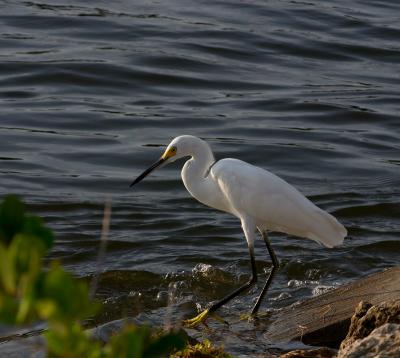 snowy egret. number two