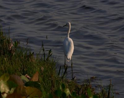 snowy egret. walks away