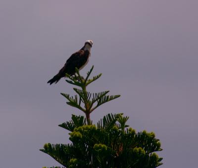 osprey. top of norfolk island pine