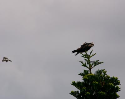 osprey.  and mockingbird attack
