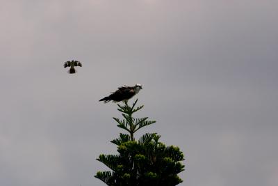 osprey. mockingbird hovering over