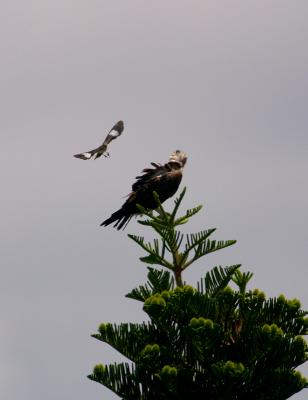 mockingbird. diving in