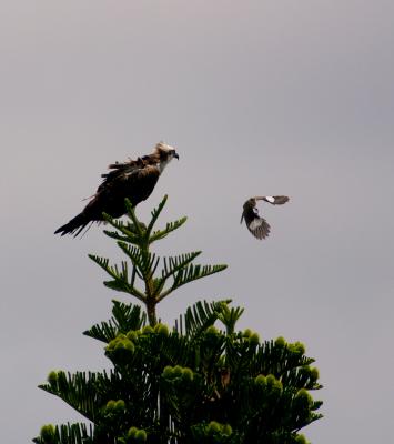 mockingbird. coming around again