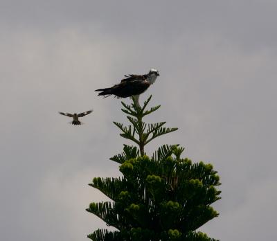 mockingbird and osprey
