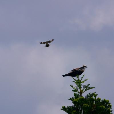 osprey. mockingbird attacking