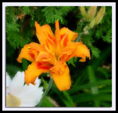 daylily