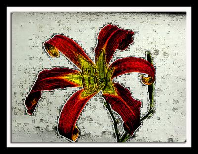 red daylily
