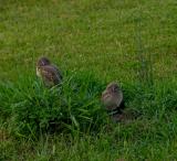 burrowing owls. two chicks